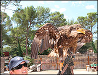 Sorties scolaires à la fauconnerie des Aigles de la Sainte-Baume