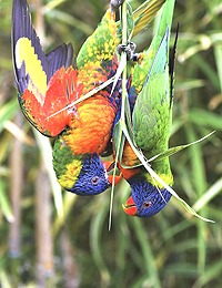 jardin oiseaux ibis