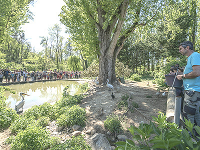 zoo d upie  gouter pelicans