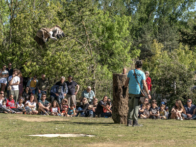 zoo d upie spectacle rapaces
