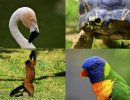 zoo upie 1