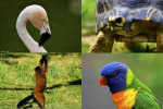 zoo upie 1