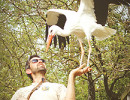 zoo upie cigogne