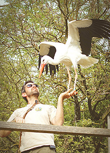 zoo upie cigogne
