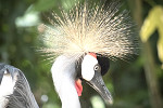 zoo upie grue