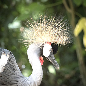 zoo upie grue