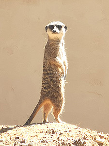 zoo upie suricate