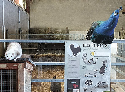 ferme marinette furet paon
