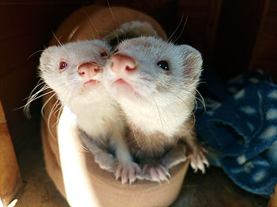 ferme marinette furets