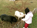ferme pedagogique marinette maternelle
