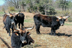 parc animalier vagnas boeufs