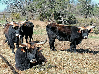 parc animalier vagnas boeufs