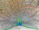 parc animalier vagnas paon