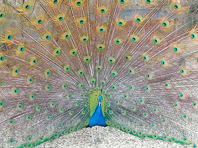 parc animalier vagnas paon