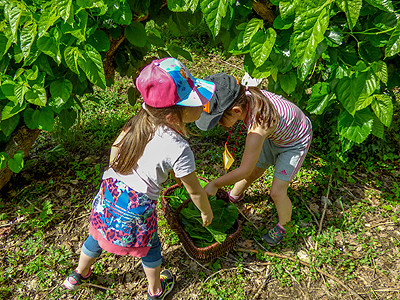 chateau des roure feuilles de muriers