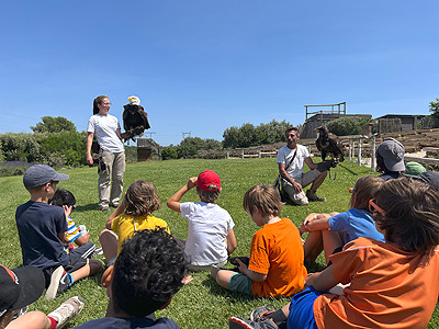 parc la barben demonstration oiseaux