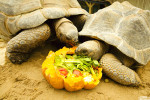 ferme crodiles drome repas tortue