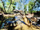 river monsters titanoboa crocodile serpent tortue aventure ferme crocodile drome