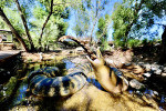 river monsters titanoboa crocodile serpent tortue aventure ferme crocodile drome