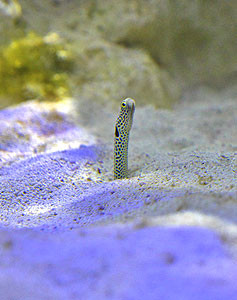 aquarium de lyon 