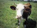 st nectaire vache
