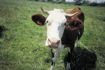 st nectaire vache