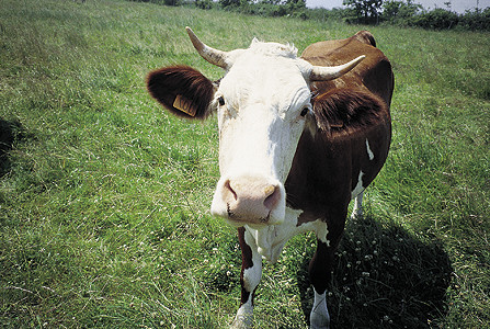 st nectaire vache