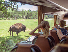 Safari Peaugres bison