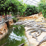 Ferme aux Crocodiles
