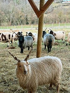 ferme pedagogique marinette angora