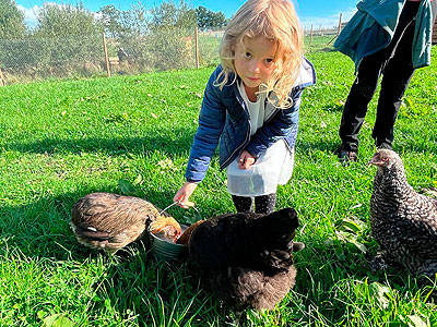 ferme pedagogique poules