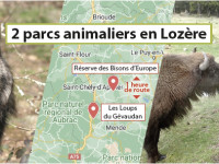 loups du gevaudan et re  serve des bisons d   europe