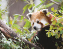 parc la barben panda roux
