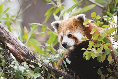 parc la barben panda roux