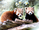 parc la barben pandas roux
