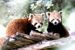 parc la barben pandas roux