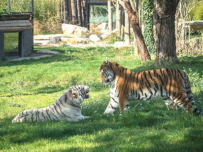 parc la barben tigres