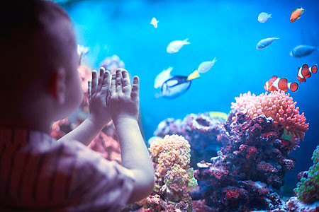 aquarium de lyon maternelle