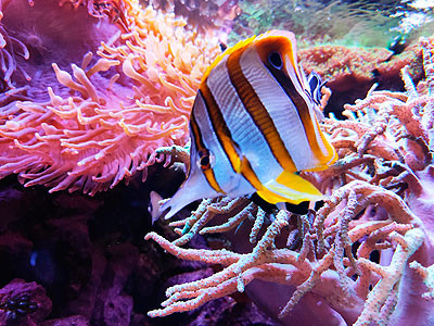 aquarium lyon poisson ange
