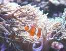 aquarium lyon poisson clown