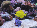 aquarium lyon poisson jaune