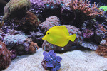 aquarium lyon poisson jaune