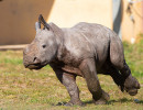 safari peaugres bebe rhinoceros