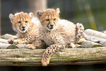 safari peaugres guepards