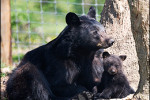 safari peaugres ours noir ame  ricain credit photo arthus boutin