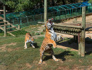 safari peaugres tigres