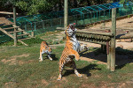 safari peaugres tigres